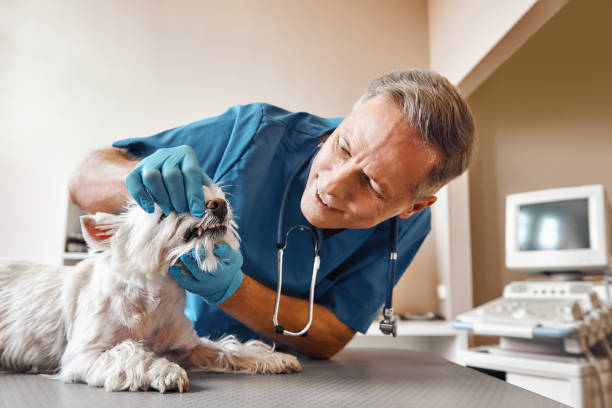 Best Weekend Emergency Dentist in Kingston, IL
